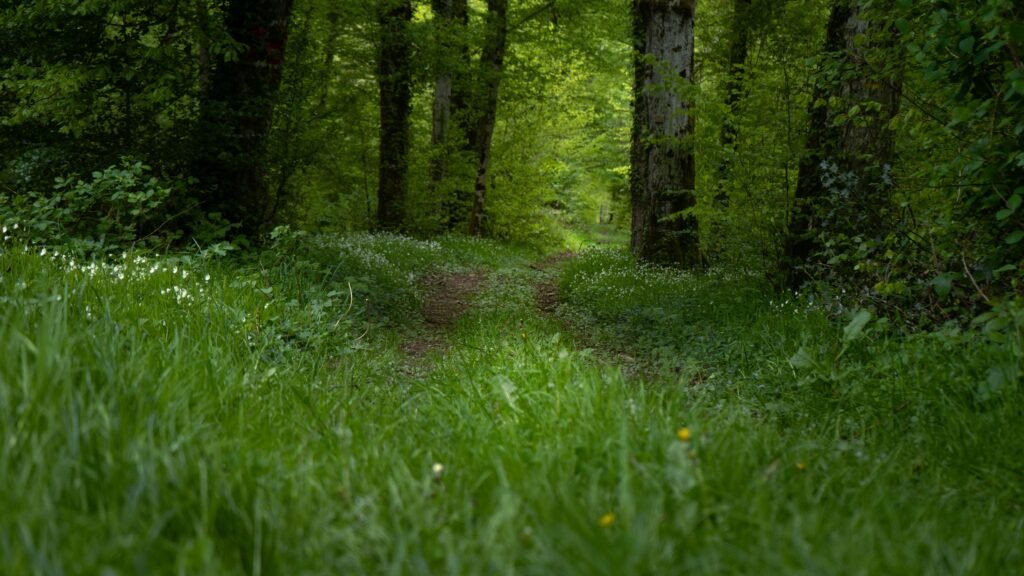 Nature is calming for the nervous system.